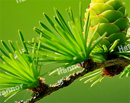 人与自然协调的生涯空间 | AG一飞冲天带你相识真正的氧森态修建