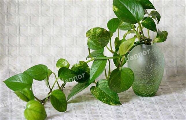 AG一飞冲天丨氧森态科技简介