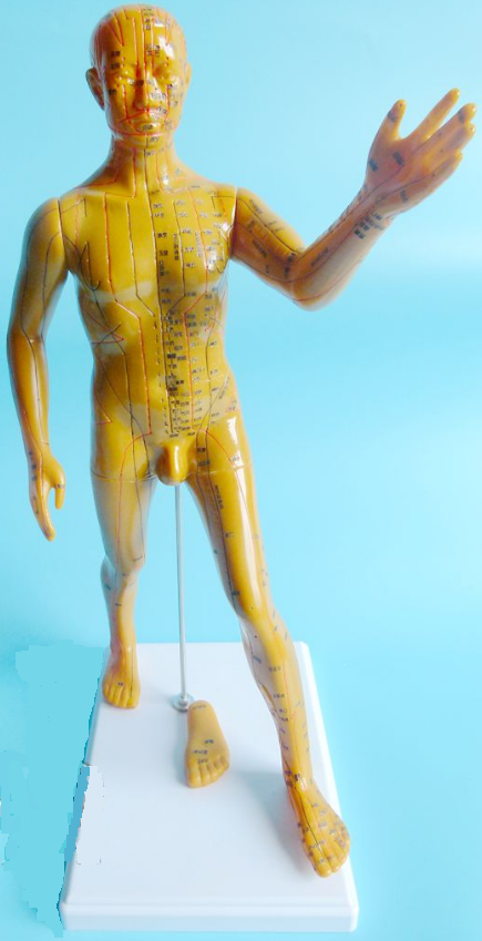 運(yùn)動(dòng)式針灸穴位訓(xùn)練模擬人