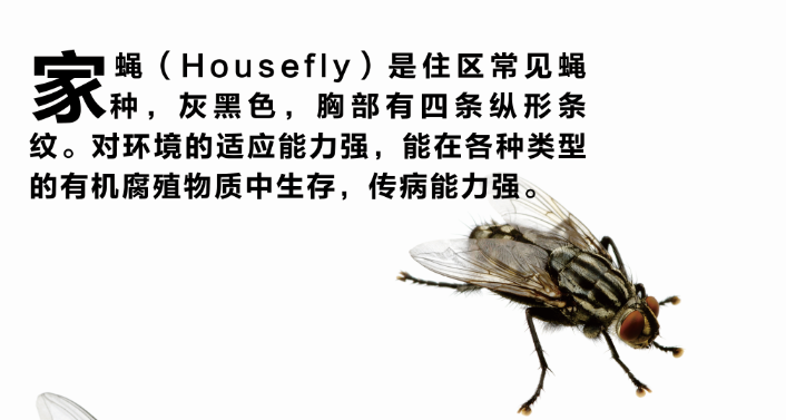 揚(yáng)州滅蚊蠅.png