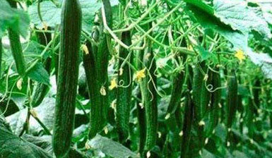 電解水對(duì)黃瓜白粉病的防效以及 對(duì)黃瓜生長(zhǎng)和品質(zhì)的影響