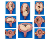 胎兒妊娠發(fā)育過程模型