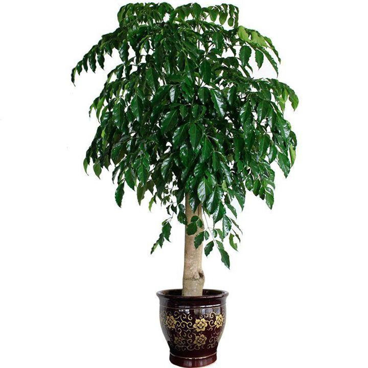 震驚，綠植租賃新知識!