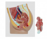 女性盆腔矢狀切面模型（3部件）（帶數(shù)字標(biāo)識）