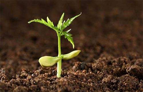 逸威電子：土壤中速效鉀的測定-火焰光度計(jì)法