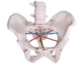 女性骨盆測量示教模型