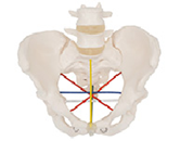 女性骨盆測(cè)量操作模型