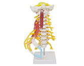 頸椎肌肉+腦干+神經(jīng)模型