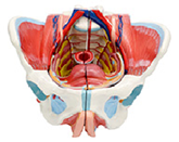 女性骨盆+生值器管+血管神經模型（4部件）