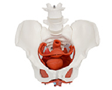 女性骨盆+盆底肌+子宮模型（4部件）