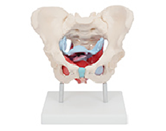 女性骨盆+盆底肌肉模型