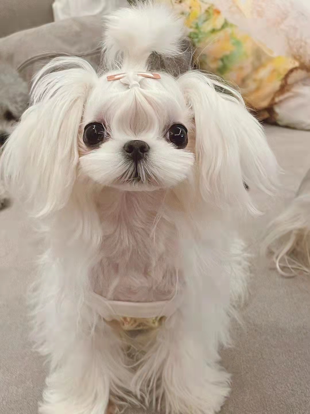 狗狗冬季毛發(fā)打理指南