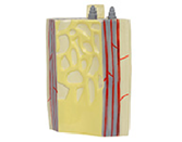 gao級長(cháng)骨骨干+骨板結構放大模型（3部件）