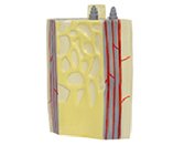 gao級長(cháng)骨骨干+骨板結構放大模型（3部件）