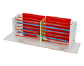 骨骼肌+肌節收縮變化放大模型