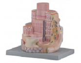 骨骼肌纖維放大模型