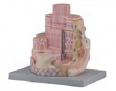 骨骼肌纖維放大模型