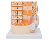 骨骼肌纖維+運動(dòng)終板放大模型（帶數字標識）