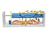 骨骼肌分子結構+收縮變化放大模型