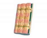 gao級骨骼肌超微結構放大模型