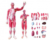 肌肉+內臟模擬人（29部件）（170cm）