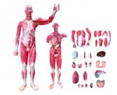 肌肉+內臟模擬人（29部件）（170cm）