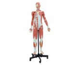 肌肉解剖+內臟**模擬人（32部件）（140cm）（帶數字標識）