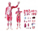 肌肉解剖模擬人（29部件）（170cm）