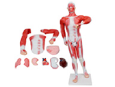 肌肉+胸腹腔臟器解剖模擬人（11部件）