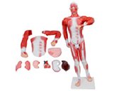 肌肉+胸腹腔臟器解剖模擬人（11部件）