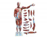 肌肉解剖模擬人（18部件）（80cm）