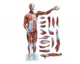 肌肉解剖模擬人（18部件）（80cm）