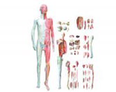 gao級層次解剖模擬人（78部件）