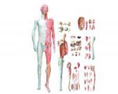 gao級層次解剖模擬人（78部件）