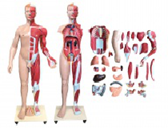 層次肌肉+內臟模擬人（31部件）（170cm）