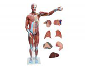 肌肉+內臟模擬人（27部件）（80cm）