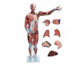 肌肉+內臟模擬人（27部件）（80cm）