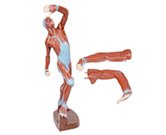 gao級淺層運動(dòng)肌肉解剖模擬人（3部件）