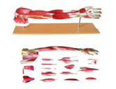 gao級上肢層次解剖模型（19部件）