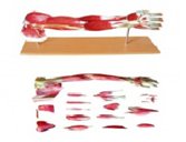 gao級上肢層次解剖模型（19部件）