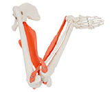 肌肉定點(diǎn)動(dòng)點(diǎn)動(dòng)態(tài)模型