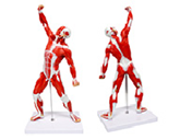 肌肉運動(dòng)模擬人（50cm）