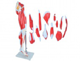 下肢肌肉+主要血管神經(jīng)模型（13部件）（帶數字標識）