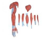 gao級上肢肌肉解剖模型（8部件）