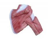 上肢+深層肌模型