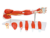上肢肌肉+主要血管神經(jīng)模型（7部件）（帶數字標識）