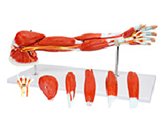 上肢肌肉+主要血管神經(jīng)模型（7部件）（帶數字標識）