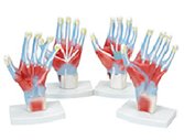 手肌解剖模型