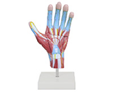 手掌解剖放大模型（3部件）