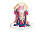 gao級頸前肌局解模型